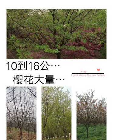 一亩土能种多少棵樱花 樱桃树苗几年开花