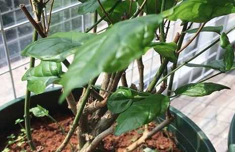北方冬天茉莉怎么过冬 茉莉花怎么过冬季妙招(室外地栽茉莉花越冬养护方法)