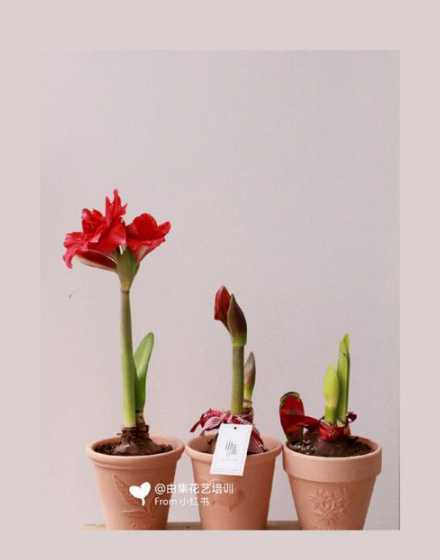 朱顶红盆栽怎么带法好 朱顶红怎么养 朱顶红的养殖方法和注意事项
