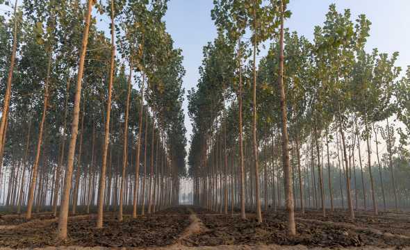 速生杨树每亩多少棵 107杨树一亩地栽多少棵