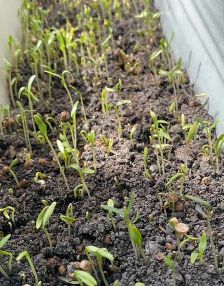 种植香菜为什么要间苗 大蒜地里能不能套种香菜要注意什么问题呢