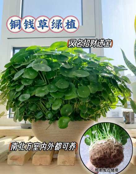 铜钱草水培加什么营养 水培铜钱草要怎么养
