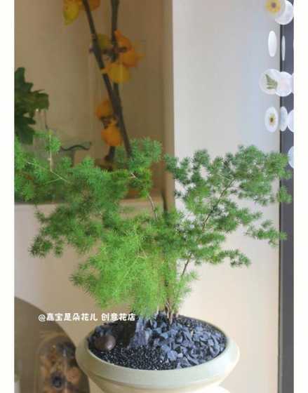 蓬莱松为什么叶子发软 蓬莱松黄叶是什么原因,黄叶恢复处理方法