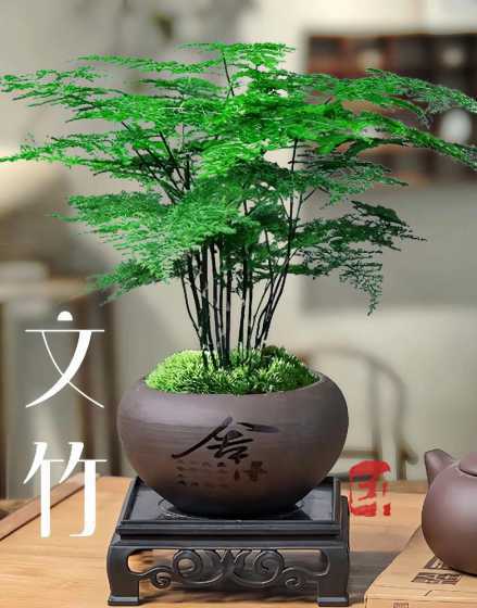 文竹应该放在什么地方 文竹放在什么地方最好 文竹的摆放位置