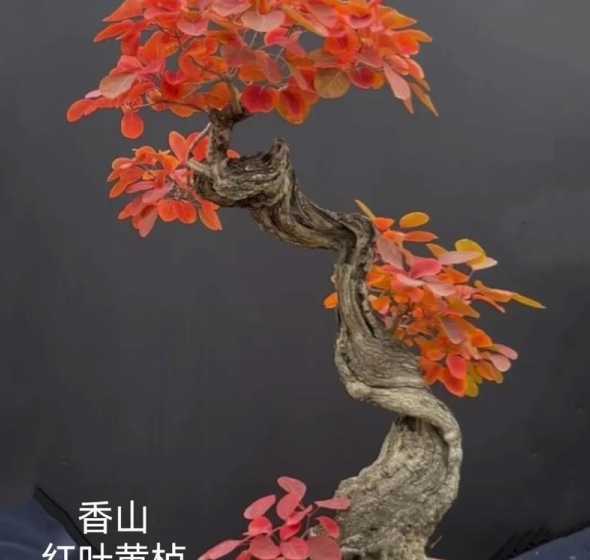 盆景黄栌用什么土种好 黄栌盆景的栽种与用盆