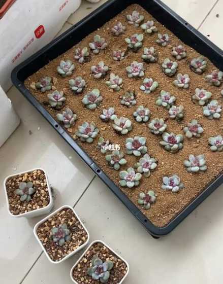 多肉花为什么要放沙子 多肉植物放沙子里养好吗