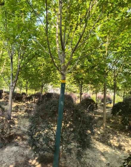 什么地方有美国红枫苗 美国红枫树苗 美国红枫的育苗技术