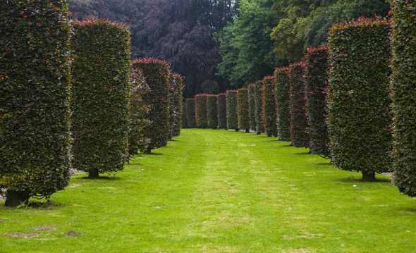 欧式花园一般种什么树 欧式风格的庭院有什么特点