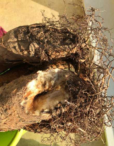 为什么盆栽发财树没根 盆栽发财树能活几年貌似都没有根