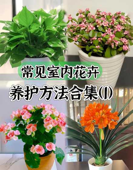 养花草绿萝应该注意什么 绿萝盆栽怎么养