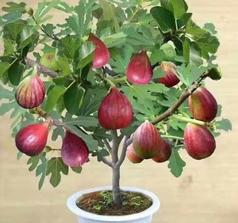 盆栽无花果为什么掉果 盆栽无花果掉果是什么原因