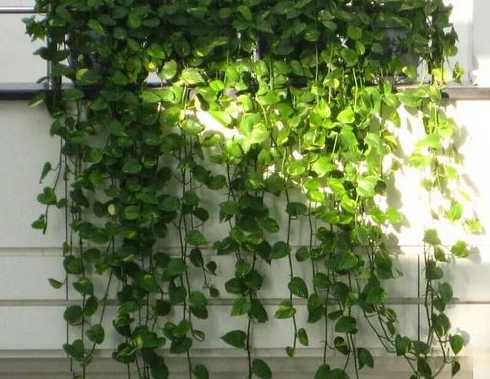 为什么盆栽绿萝长得慢 绿萝不长怎么办