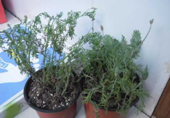 盆栽薰衣草为什么焉了 盆栽薰衣草怎么养