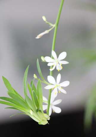 八月吊兰开花意味什么 梦见兰花开花的预兆