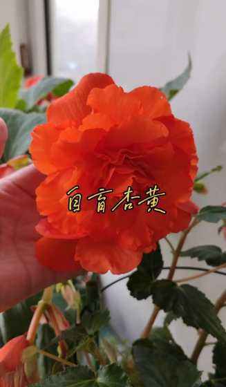 夫妻海棠用种子怎么种 夫妻海棠种球不发芽怎么办