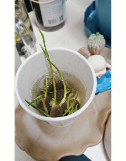 荷花怎么才能快速发芽 荷花种子怎么发芽