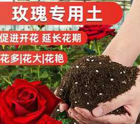 家庭玫瑰需要什么土壤 玫瑰花种植时,需要哪种土壤