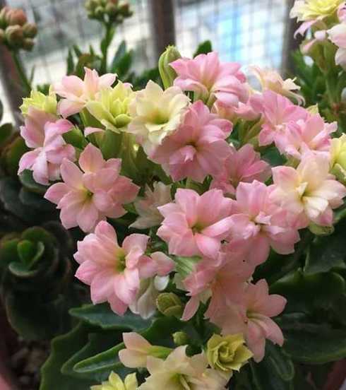 长寿花怎么样长得更好 怎么样的长寿花填空