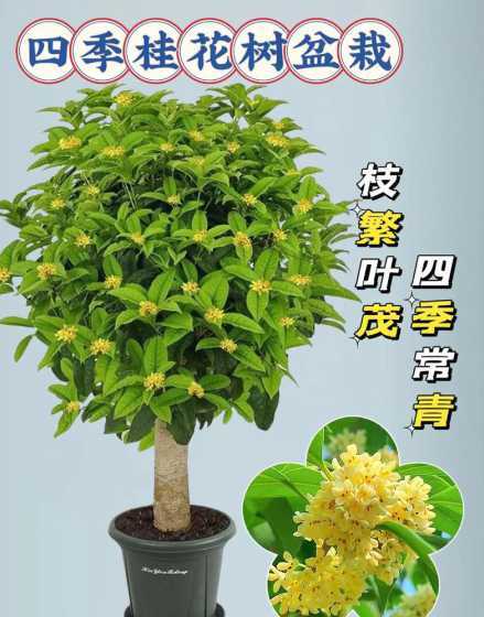 怎么样让盆栽花长的快 盆栽植物怎么养才茂盛(养花的五个小窍门)