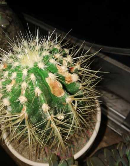 仙人球为什么一半发黄 仙人球一半干瘪一半饱满是怎么回事