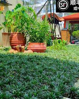 小型别墅花园用什么草 比较适合种植在私家别墅花园里的花草有哪些