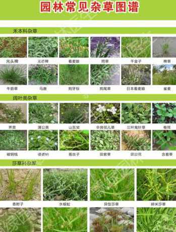 杂草对草坪有哪些危害 防治草坪杂草有哪些方法