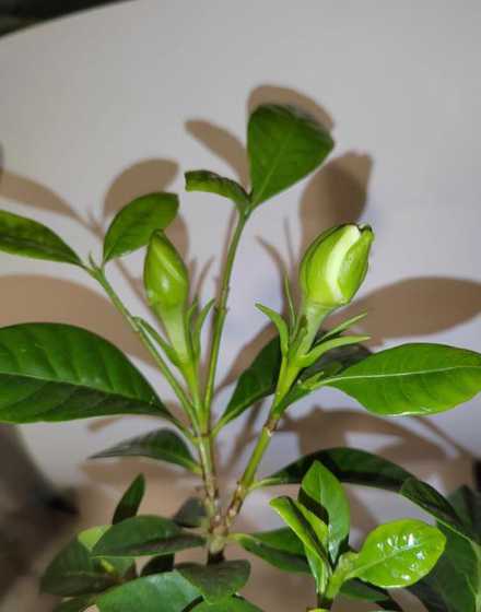 栀子花冬天怎么样越冬 北方地栽栀子花越冬经验