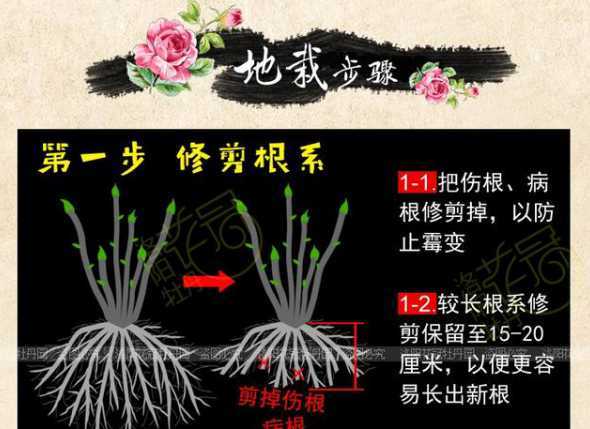 盆栽牡丹土壤怎么配制 种牡丹用什么土最好,盆栽牡丹适合的种植土壤