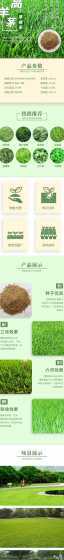高羊茅种子多少钱一斤 高羊茅种子应该怎么种植