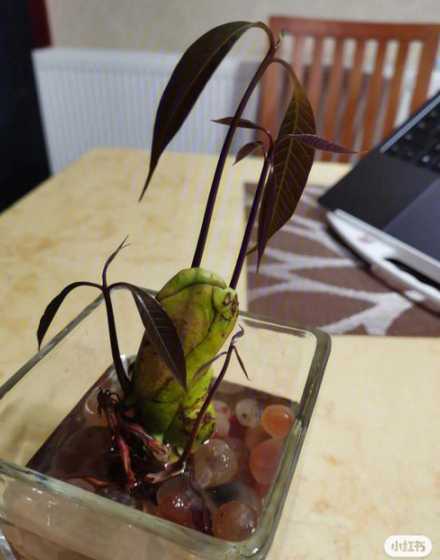 盆栽芒果什么时候能结 芒果盆栽几年才能结果