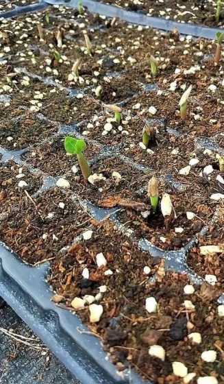 玫瑰花种子怎么样种植 玫瑰花种子种植方法全过程