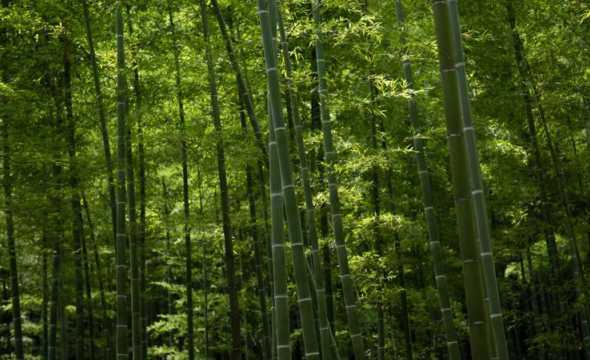 什么竹子可用于做风景 竹子的种类和用途