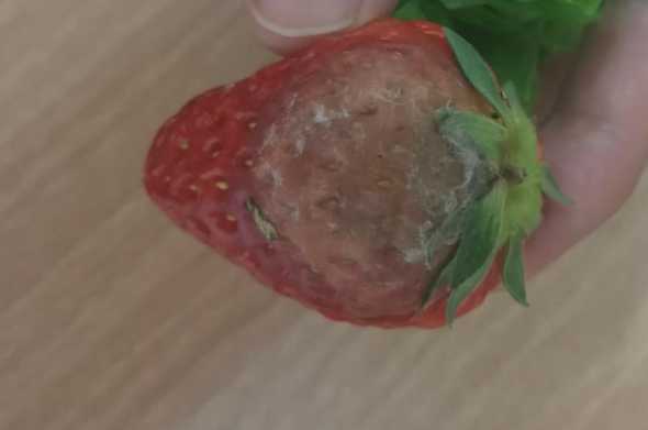 盆栽草莓烂了怎么回事 草莓烂根烂茎叶子卷怎么回事 求教