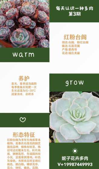粉红台阁多肉怎么养殖 多肉植物蓝粉台阁怎么养蓝粉台阁怎么繁殖