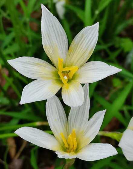 葱兰花种什么季节播种 葱兰花怎么种(葱兰花的种植方法和时间)