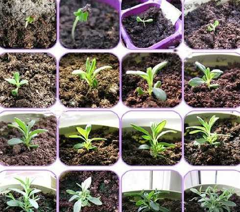 薰衣草怎么播种发芽快 薰衣草种子发芽图片,四步成功让其发芽