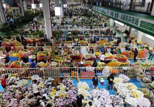 昆明的鲜花市场怎么样 昆明城区最大的鲜花批发零售市场在哪