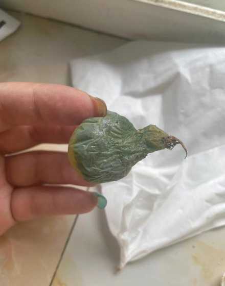 生石花根为什么会化水 生石花根干枯是死了吗