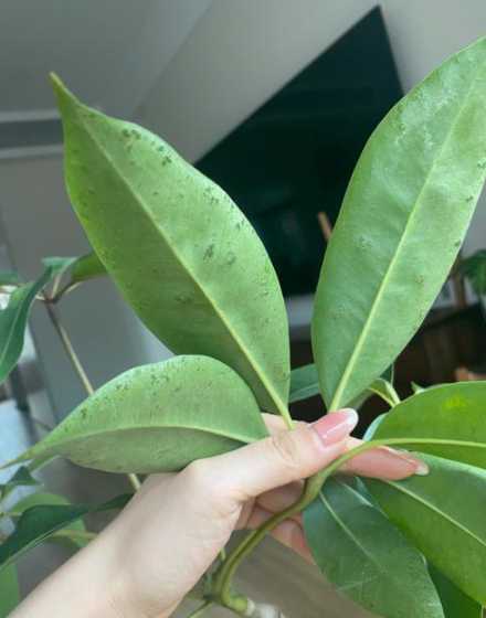 大叶伞叶子黄是为什么 招财树——大叶伞,叶子发黄是怎么回事