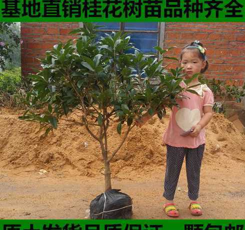 嫁接桂花苗多少钱一颗 桂花嫁接枝条选择