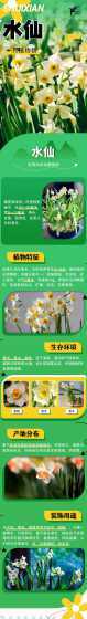 水仙在什么季节开放花 水仙花是什么季节开放的