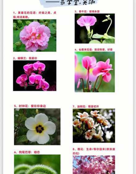 为什么每朵花都有花语 樱花花语是什么