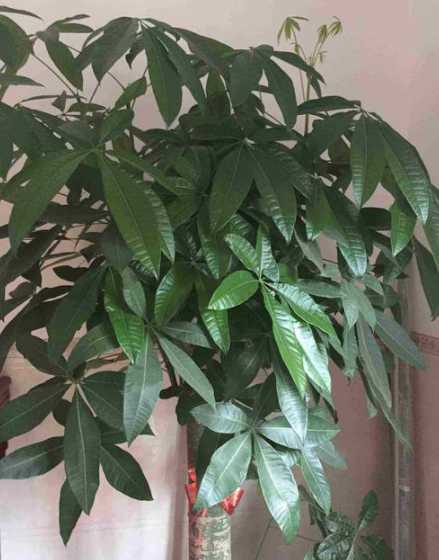 发财树怎么样防冻保护 财神树怎么养