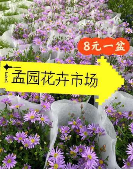 2024年临沂花卉行情 临沂哪个花卉市场批发便宜