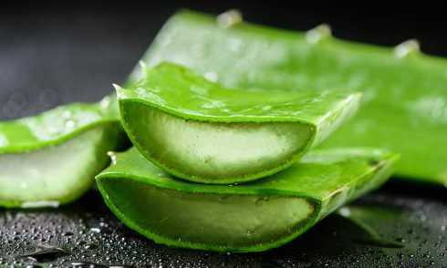 盆栽芦荟怎么切怎么吃 盆栽芦荟怎么吃