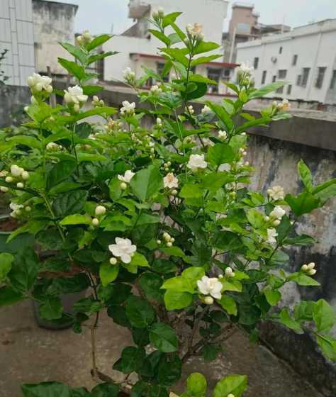 北方茉莉茶花怎么养殖 茉莉花怎么养殖