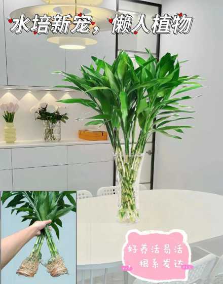 长根的富贵竹怎么水养 怎样能使水养富贵竹快速生根