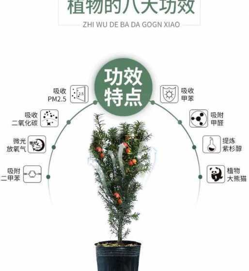 红豆杉怎么保养怎么养 红豆杉手串怎么养