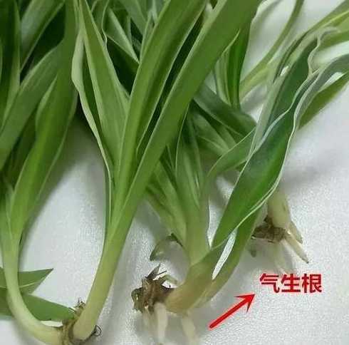 吊兰底下的根茎是什么 描写吊兰的词语和句子