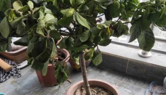 栀子花打蔫是因为什么 盆栽栀子花打蔫怎么办